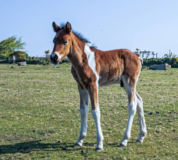 istock Moorland Pony foal. 1282997909