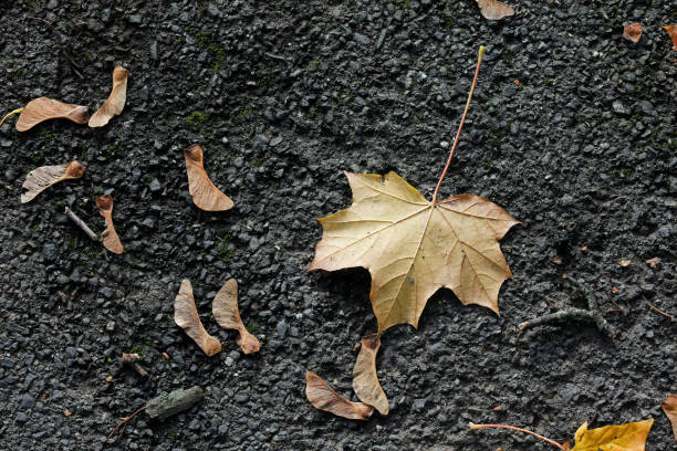 Norway maple (Acer platanoides) has distinctive spiky, palmate leaves that often turn to the colour of flame in autumn. Here, a Norway maple leaf, dry and brown, has fallen to the asphalt path below, accompanied by several of the maple tree's flying seeds (maple keys).