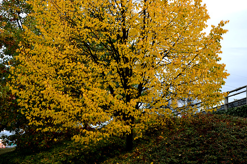 Greenspire, common, widely, street, tree, survives, better, difficult, conditions, overall, fast, growing, linden, tilia, cordata, autumn, crown, tree, bush, trimming, hedge, overgrown, lawn