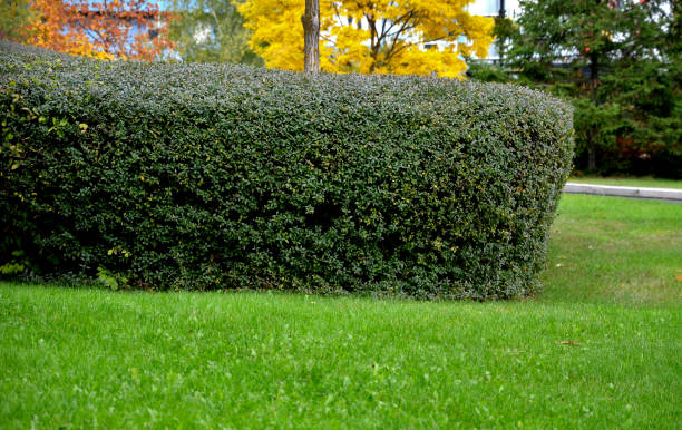 background, nature, landscape, beautiful, plant, outdoor, grass, privet, creamy, white, fragrant, flower, arranged, lats, small, black, fruit, poisonous, suitable, hedges, two, meters, high, tolerates, cut, well, badly, harsh, frosts, ligustrum, ovalifolium, vulgare, hedge, trimming, trimmer, lawn, fence, wall, evergreen, bush, garden, park, green, smooth, yellow, tree ligustro. flores fragantes blancas cremosas que están dispuestas en lats, pequeñas frutas negras son venenosas. es adecuado para setos de hasta dos metros de altura. tolera bien el corte. soportar mal las heladas duras, es más adecuado para los países
