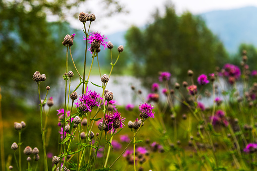 Purple burdock flowers summer landscape
