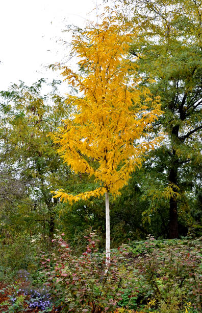 istock It forms an airy decomposing crown and, unlike the original species, is crownless. Leaves from small leaves in the shape of an egg. The young leaves are bright yellow, later acquiring a green hue. It blooms, with inconspicuous yellow-green flowers, from M 1283000732