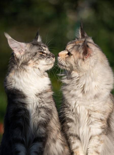 two maine coon cats kissing outdoors in nature