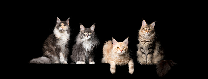 group of 4 different colored maine coon cats standing side by side looking at camera isolated on black background with copy space