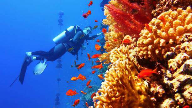 istock Man scuba diver near beautiful coral wall with tropical fish 1283001673