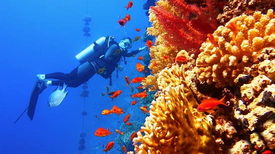 Man scuba diver near beautiful coral wall with tropical fish