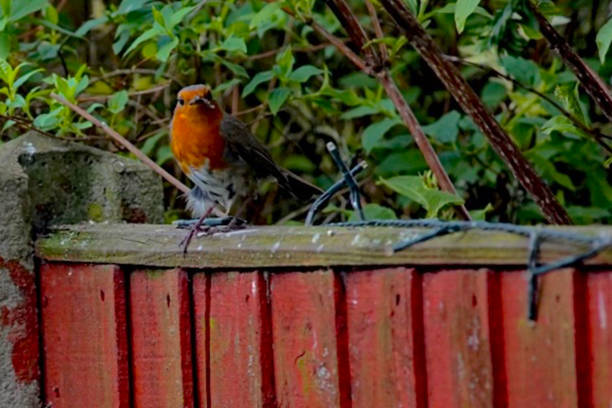 istock Little Robin on the Fence 1283001690