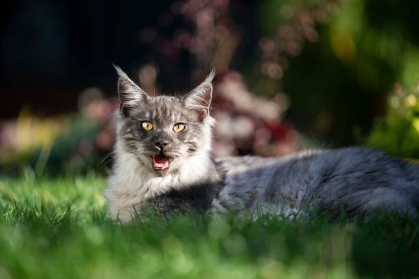 panting longhair cat outdoors in summer heat overheated maine coon cat outdoors in sunlight panting on a hot summer day cat sticking out tongue stock pictures, royalty-free photos & images