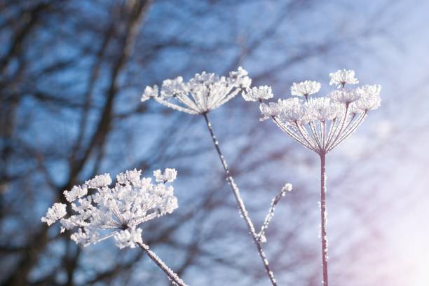 schöne winter schneebedeckte szene, glitzernde gefrorene blumen - winter woods frost fragility stock-fotos und bilder