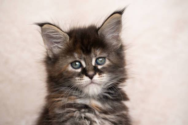 istock cute calico maine coon kitten studio portrait 1283002088