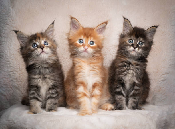 istock portrait of three different colored maine coon kittens 1283002167