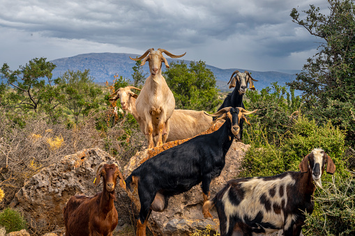 Fascinating encounters with goat herds on the back roads of the Peloponnese Peninsula, Greece