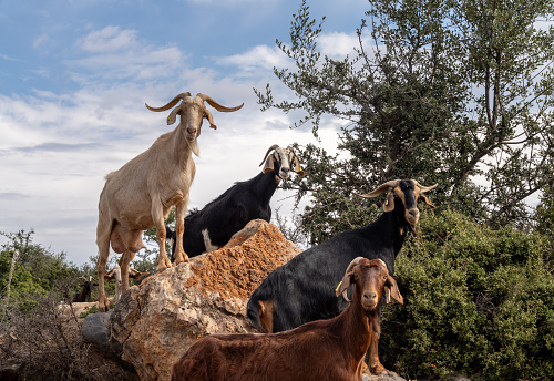 Fascinating encounters with goat herds on the back roads of the Peloponnese Peninsula, Greece