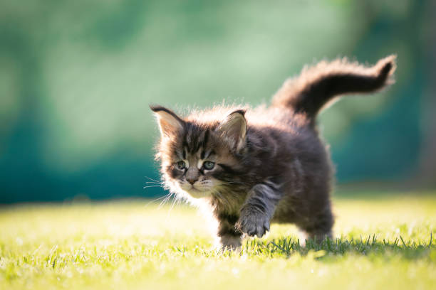 tiny maine coon kitten walking outdoors for the first time