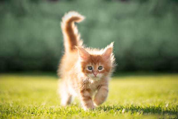 istock cute ginger maine coon kitten walking outdoors in sunny garden 1283003509