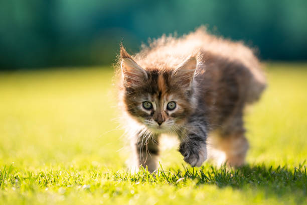 istock calico maine coon kitten walking outdoors in sunlight 1283003545