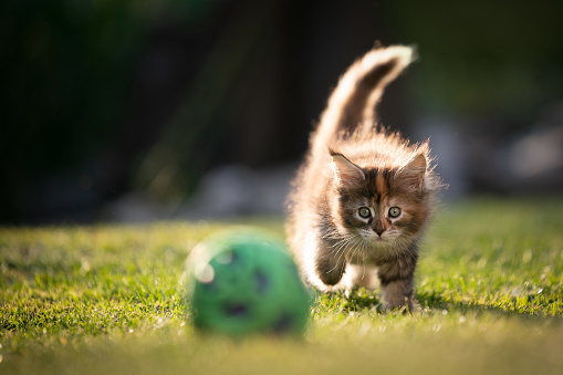playful calico maine coon kitten walking towards ball outdoors in garden
