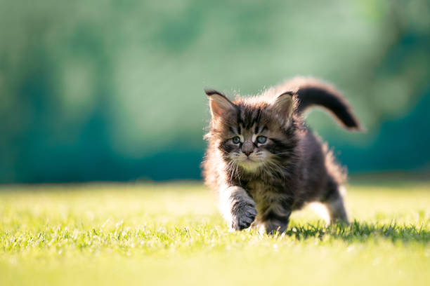 istock tiny maine coon kitten walking outdoors for the first time 1283004136