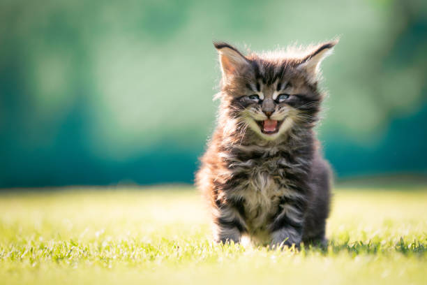 698 Long Haired Calico Cat Stock Photos, Pictures & Royalty-Free Images - iStock 698 Long Haired Calico Cat Stock Photos, Pictures & Royalty-Free Images - iStock