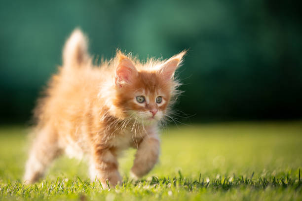 istock cute fluffy ginger maine coon kitten walking in sunlight 1283004163
