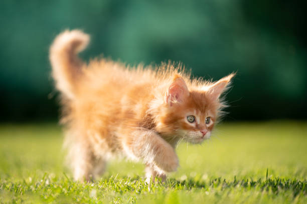 istock cute fluffy ginger maine coon kitten walking in sunlight 1283004215