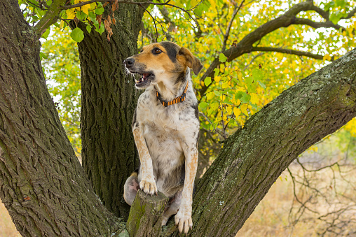 Mixed-breed female dog sitting on a tree branch and wondering how cool the  place of ambush is.