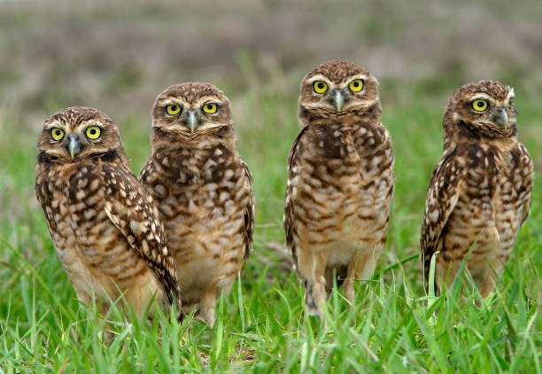 Burrowing owl Burrowing owl from burrow burrowing owl stock pictures, royalty-free photos & images