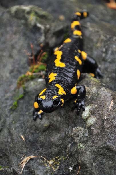 Tiger salamander