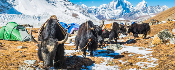 istock Yaks tethered snowy expedition base camp Himalayan mountains panorama Nepal 1283006820