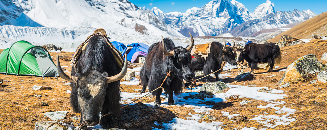 A yak standing on the top of a hill with the blurred snow covered mountains in the background.