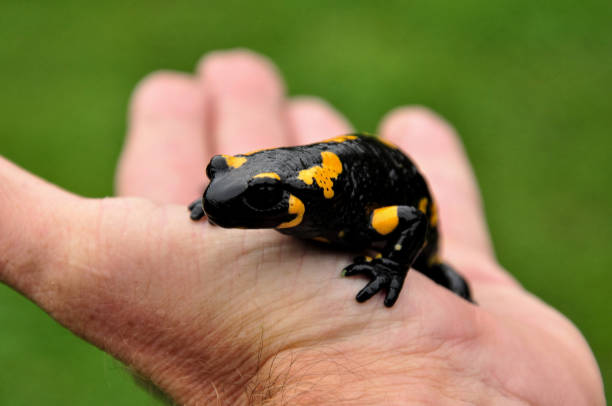 A man`s hand holds a tiny spotted lizard called a salamander