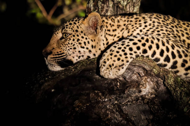 Leopard in a tree stock photo