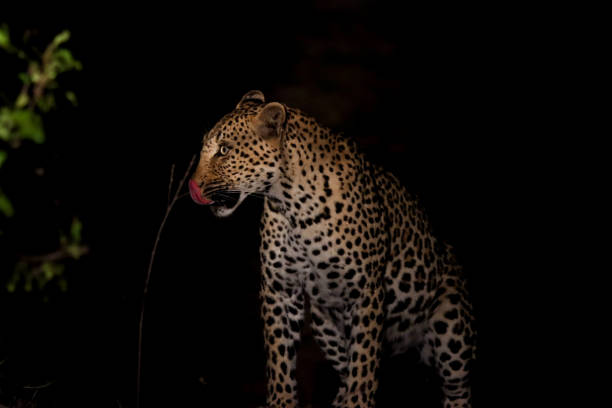 Leopard in the night stock photo