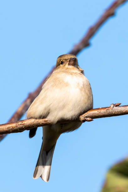 istock Hedge sparrow or Dunnock, (Prunella modularis) bird 1283011845