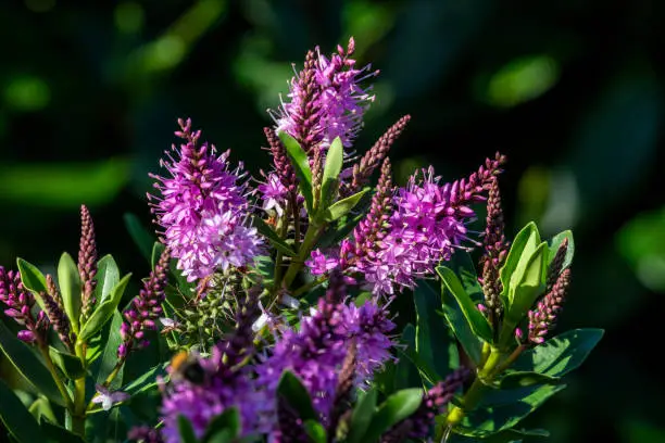 Hebe Hanne a pink purple herbaceous perennial summer and autumn flower shrub plant, stock photo image