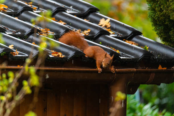 istock a squirrel runs over a small  house roof on a wet fall day 1283011863