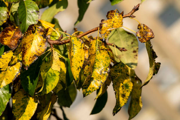 istock Autumn fall with golden yellow leaves colour foliage on a tree branch 1283011864
