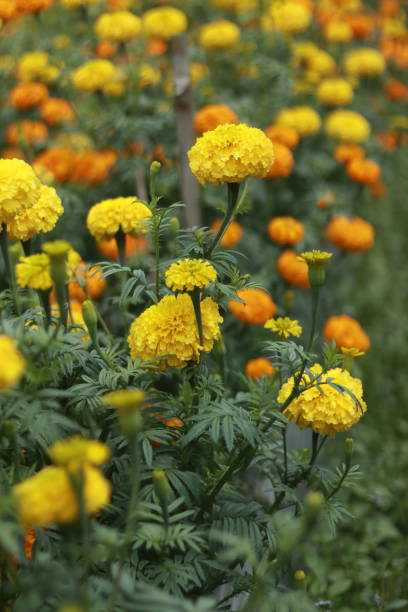Marigold Flower stock photo