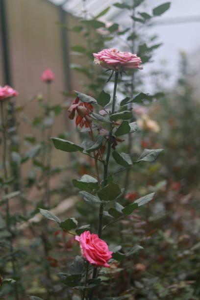 Pink Rose stock photo