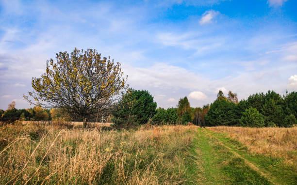 istock road through the autumn forest on a beautiful sunny day 1283013342