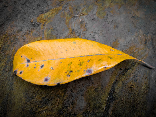 istock dried clove leaves 1283013674