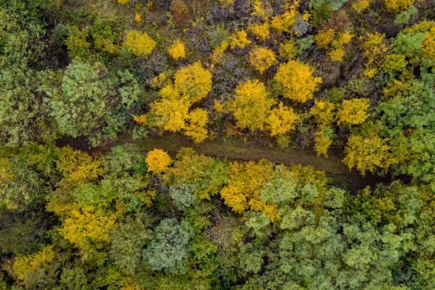 istock dirt road drone view in autumn 1283013730