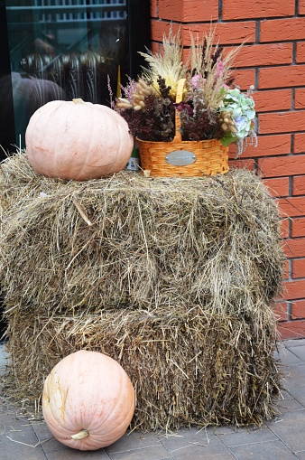 Halloween.  Composition of pumpkin and subject