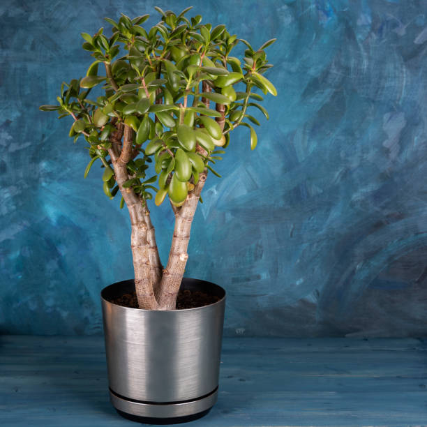 istock Succulent houseplant Crassula ovata in a pot on blue rustic background 1283016688