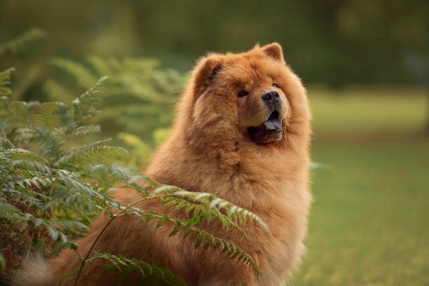 chow chow hund - chow stock-fotos und bilder