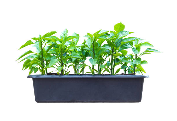 semillas de pimiento en olla de plástico negro aislada sobre fondo blanco - greenhouse pepper vegetable garden agriculture fotografías e imágenes de stock
