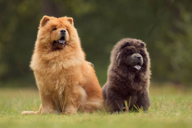 chow chow hund - chow stock-fotos und bilder