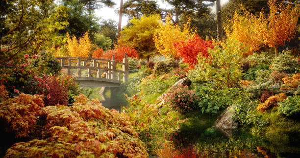 牧歌的な秋の風景 - nature environmental conservation red japanese maple ストックフォトと画像