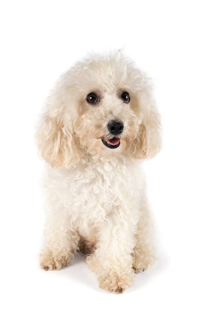 istock Small miniature toy poodle with white curly fur against white background 1283019549