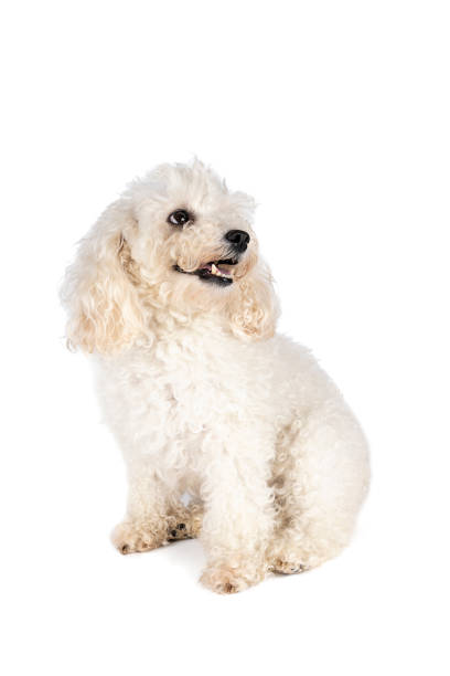 istock Small miniature toy poodle with white curly fur against white background 1283019571